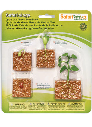 Safari Ltd Levenscyclus van een groene bonenplant